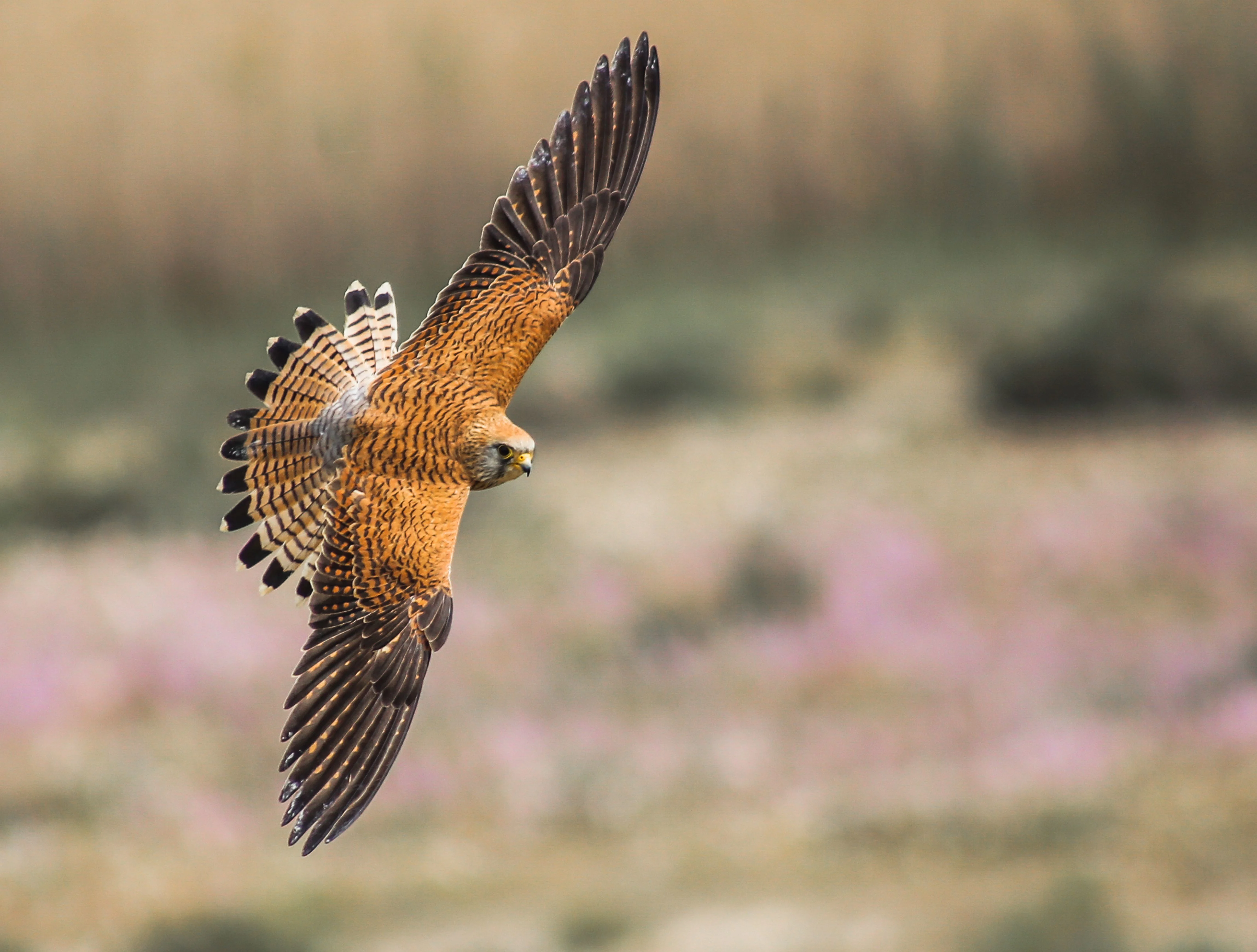 Common Kestrel in flight with wings spread